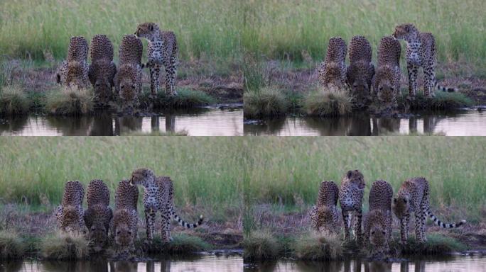 在非洲大草原的一个水坑中，四只猎豹饮用水的慢动作特写