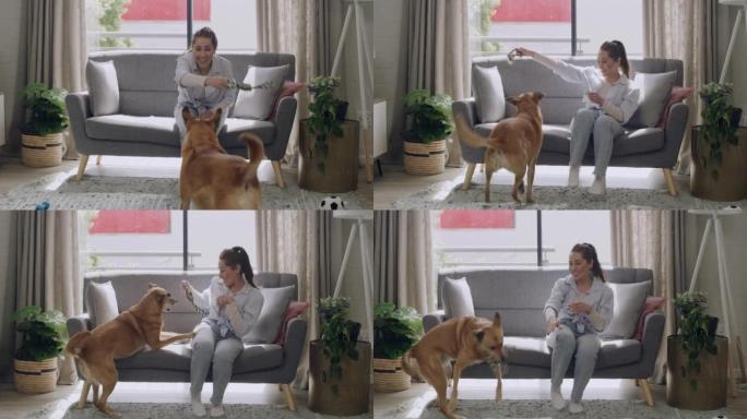 女人和狗在室内一起玩。快乐的年轻女性坐在沙发上，她的小狗在跳跃。狗在房子里咬绳子。一个兴奋的女人在家