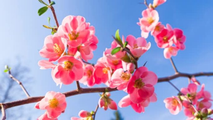 雄伟的粉红色樱花在湛蓝的天空下