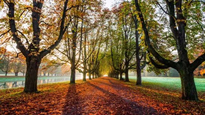 秋天的时候，明亮的阳光照耀着公园里的树木-跟踪镜头