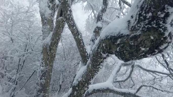 冬天树枝上的雪视频素材白茫茫雪原户外冬景