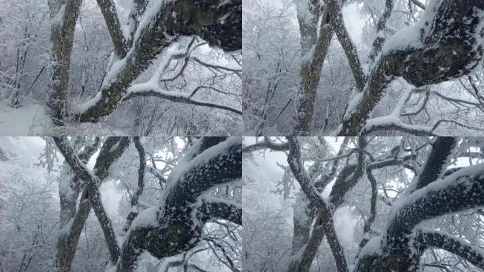 冬天树枝上的雪视频素材白茫茫雪原户外冬景