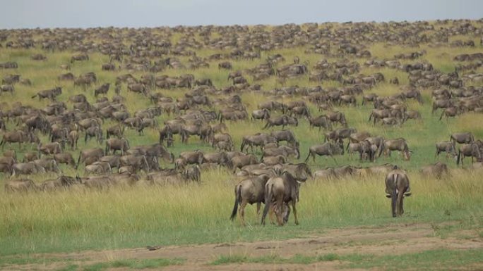 非洲的牛羚迁徙