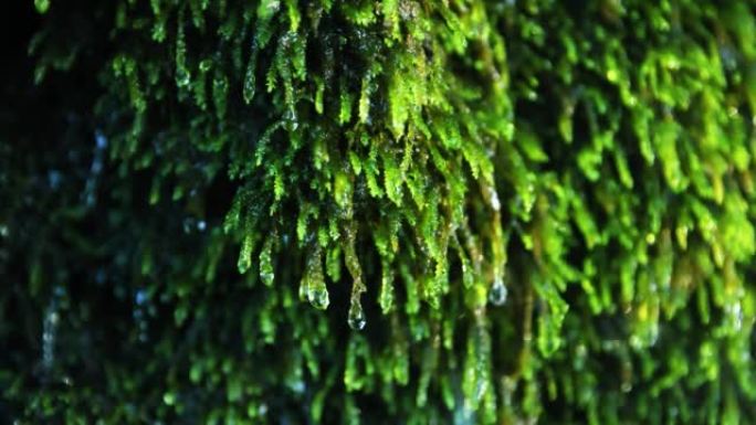 水从绿色苔藓上滴落