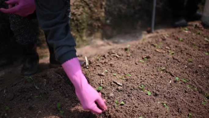 亚洲女农民在温室土壤上播种种子
