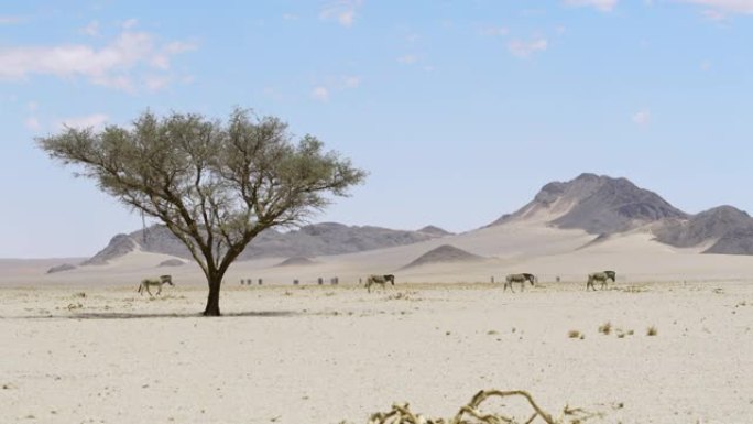 WS斑马漫游阳光明媚的广阔沙漠，纳米比亚，非洲