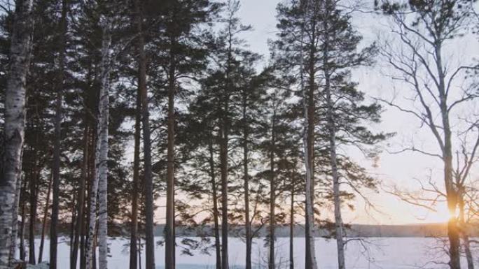 宁静的冬季风景唯美清晨雪乡雪景树林