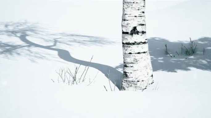 美丽的冬季风景。白桦树站在雪地上投下阴影。白桦树的自然背景