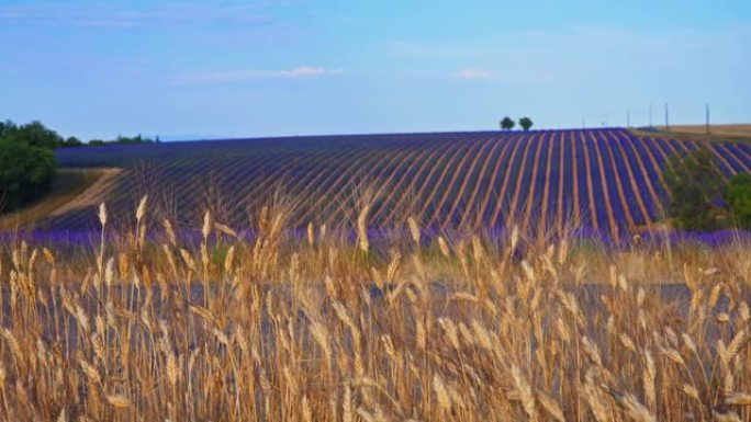小麦和薰衣草作物生长在阳光明媚，田园诗般的夏季乡村