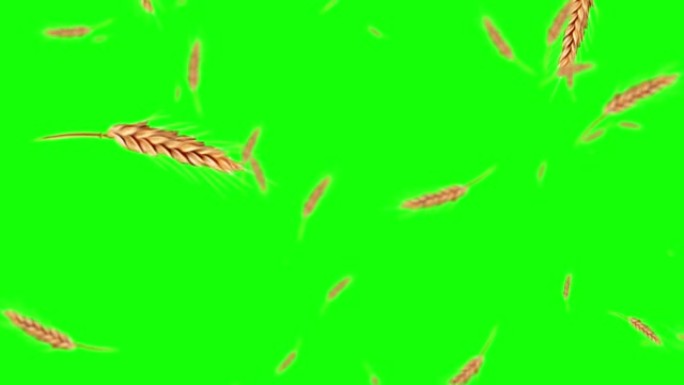 小麦循环背景动画4k。股票视频-绿色屏幕