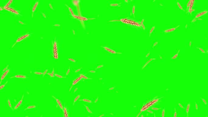 小麦循环背景动画4k。股票视频-绿色屏幕