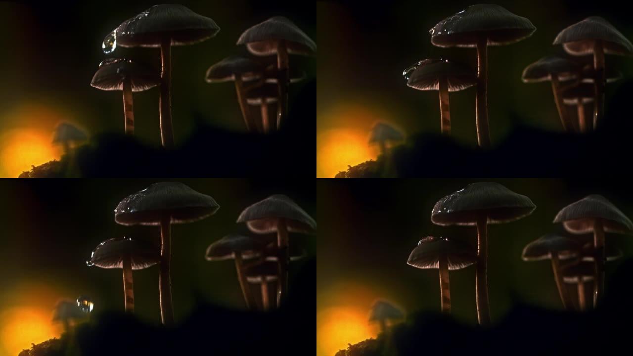 日落时，超级SLO MO液滴溅到阳伞蘑菇上