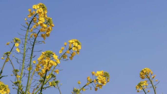 太阳下的油菜花吸引蜜蜂采集蜂蜜