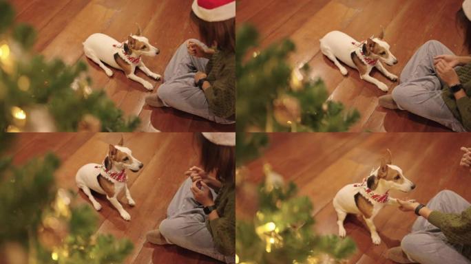女狗主人在圣诞节期间训练她的狗。