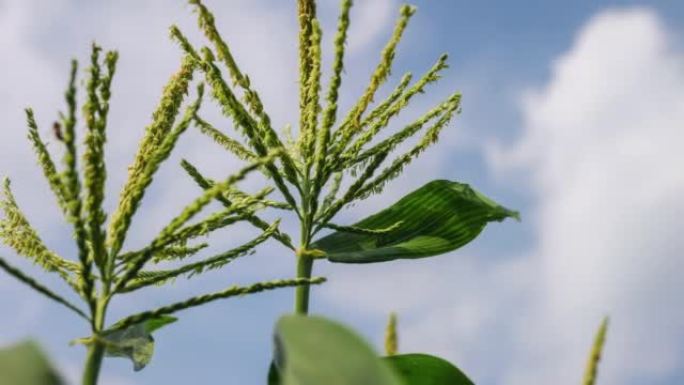 蓝天下的矢车菊蜜蜂授粉玉米成长丰收季节