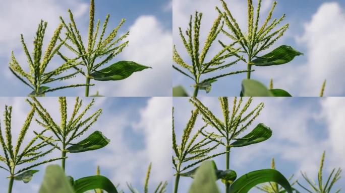 蓝天下的矢车菊蜜蜂授粉玉米成长丰收季节