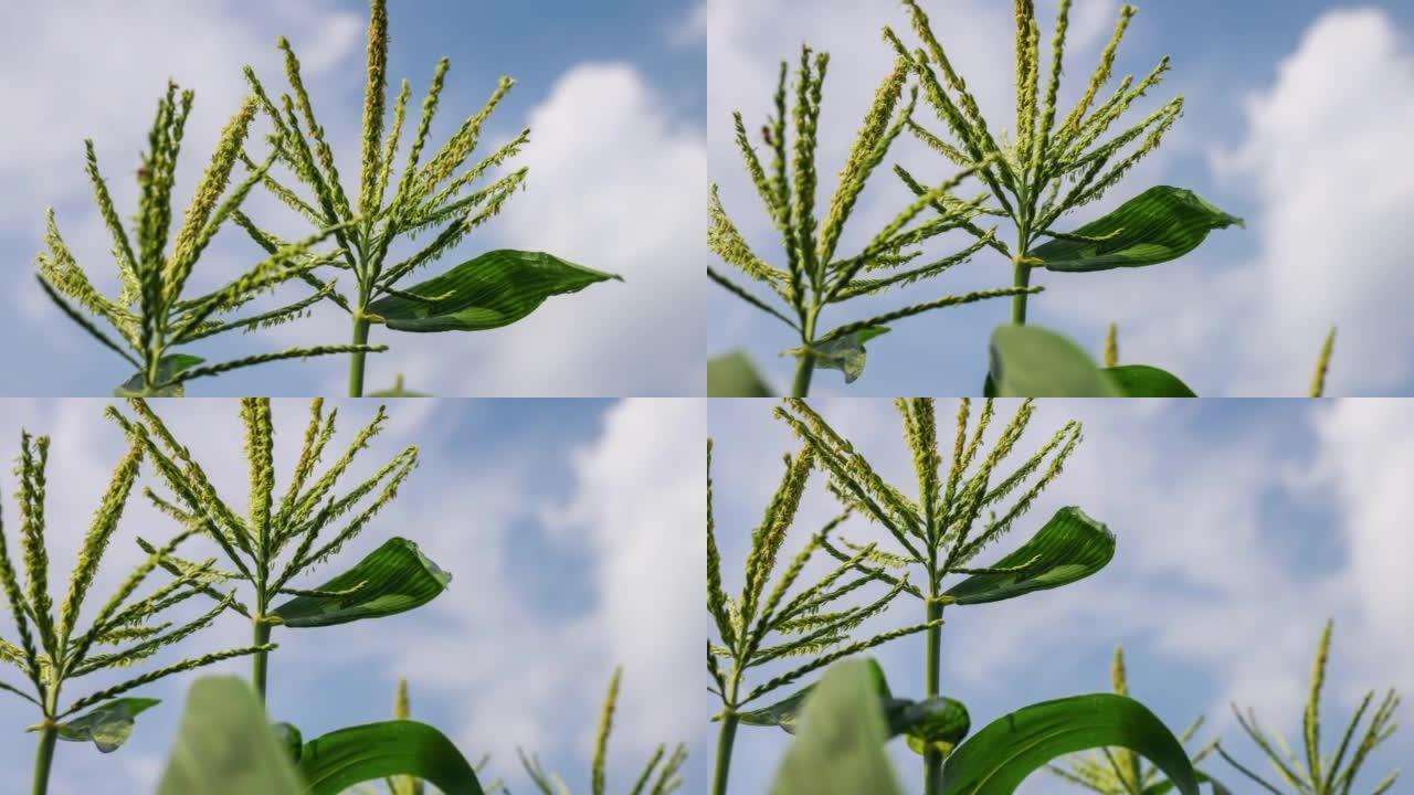 蓝天下的矢车菊蜜蜂授粉玉米成长丰收季节