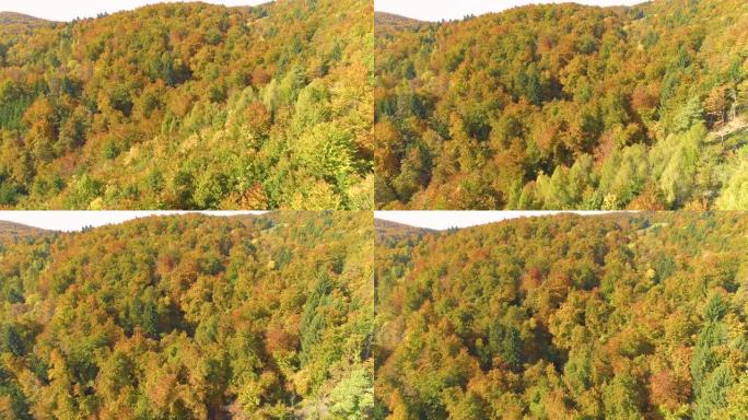 无人机: 茂密的秋天彩色树木覆盖了斯洛文尼亚偏远地区的风景