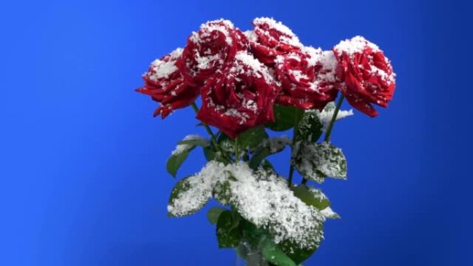 节日商店展示中的白雪皑皑的玫瑰