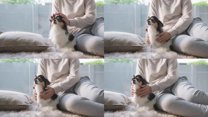 周末在家的小吉娃娃狗和亚洲女人。Hand的女人在房子的地板上摩擦和抚摸她的小狗。宠物感觉享受和快乐的