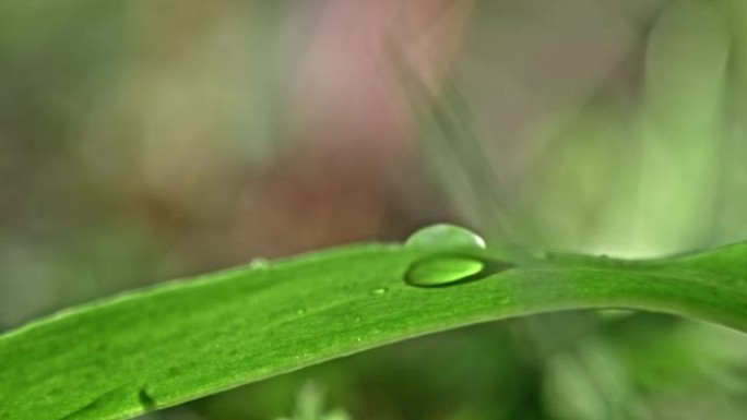 超级SLO MO特写水滴滴在绿叶上，上面有一个水滴，顺着叶子流下