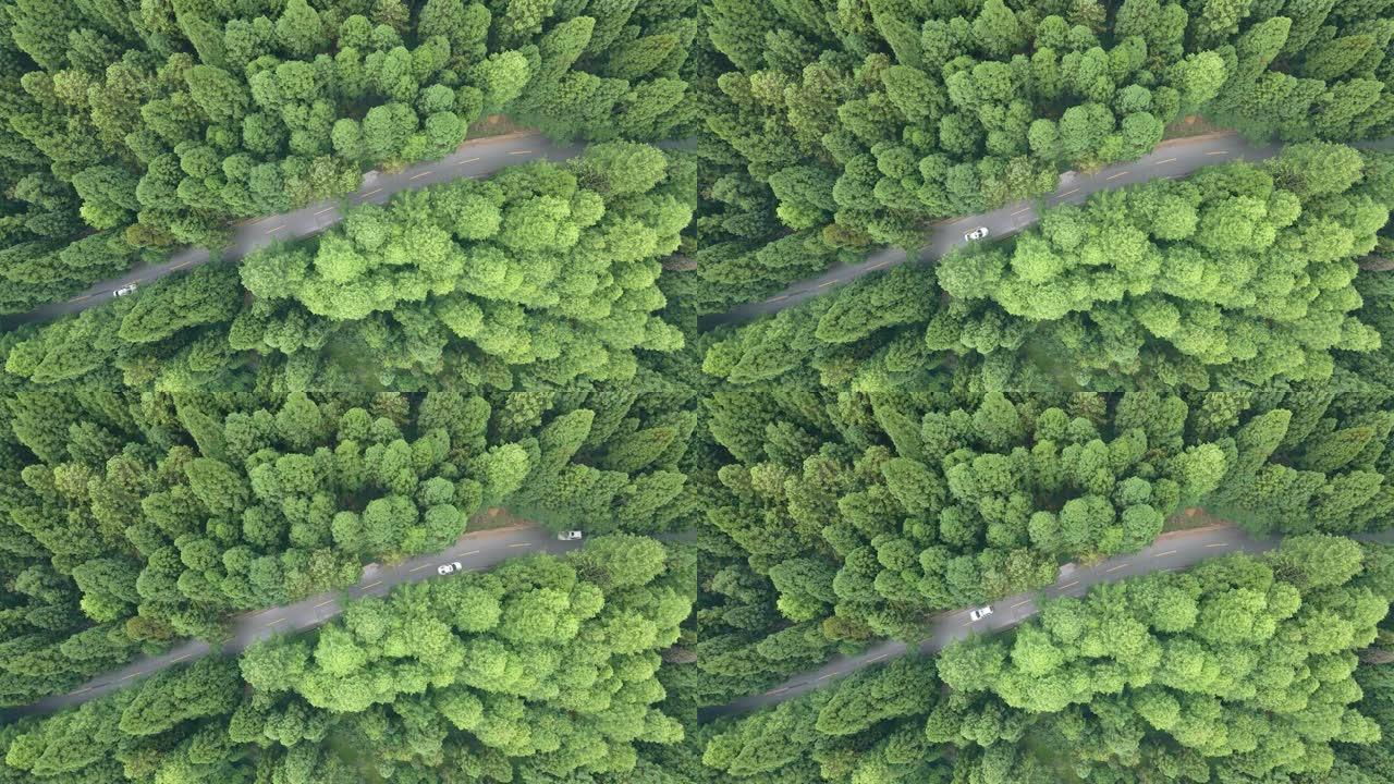 森林中的道路鸟瞰图