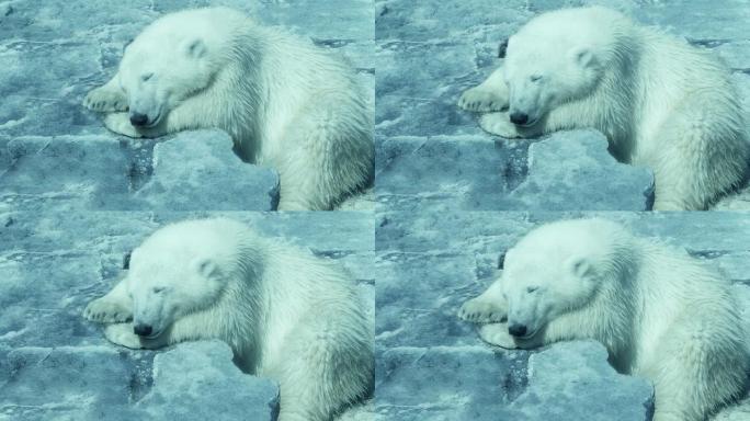 北极熊在冰山上休息