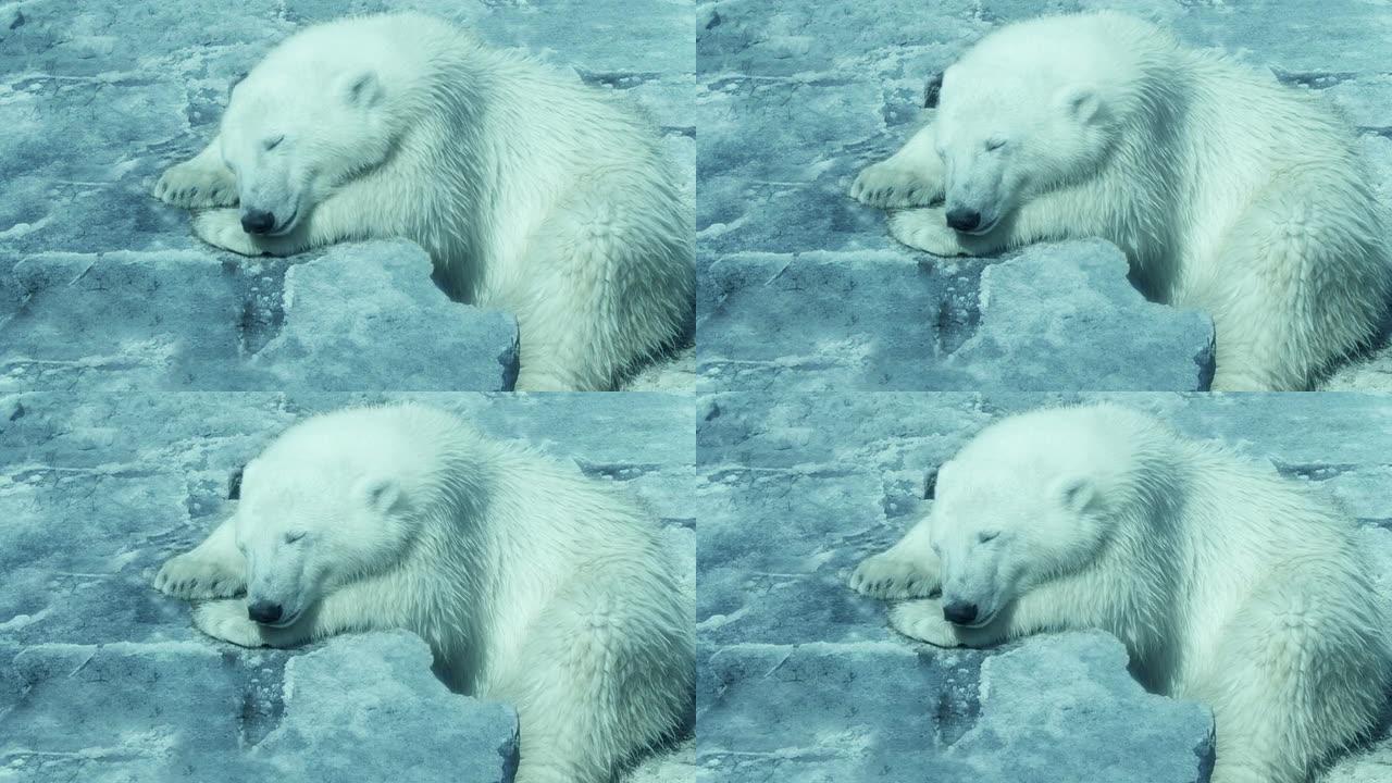 北极熊在冰山上休息
