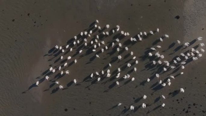 空中缩小了一群大白鹈鹕坐在河岸上并整理的视野