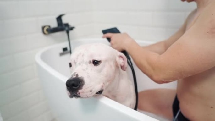 Amstaff狗和主人在浴缸里洗澡。