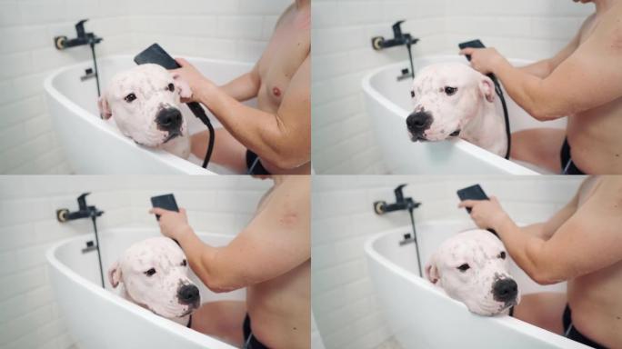 Amstaff狗和主人在浴缸里洗澡。