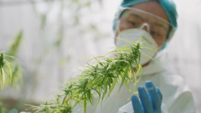 科学家检查温室中的大麻植物