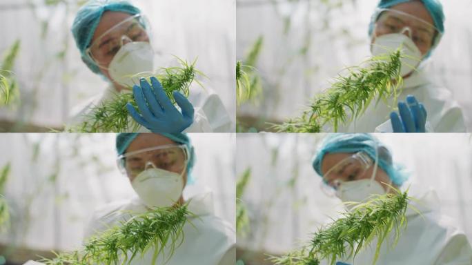 科学家检查温室中的大麻植物