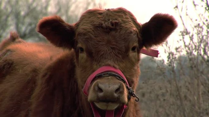 好奇的红牛在农村里看着相机。特写。4k分辨率。