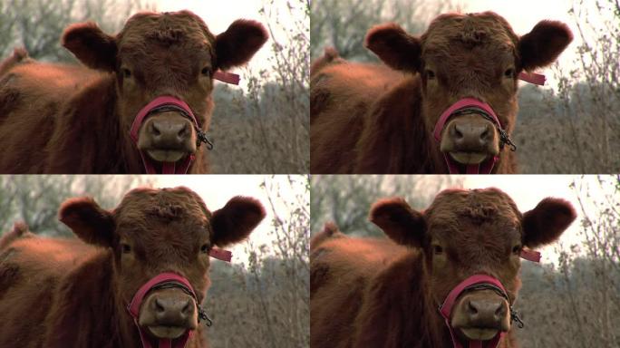 好奇的红牛在农村里看着相机。特写。4k分辨率。