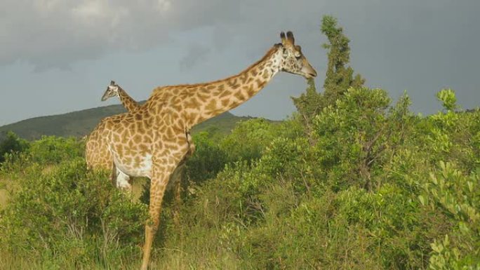 慢动作: 长颈鹿在马赛马拉吃灌木丛