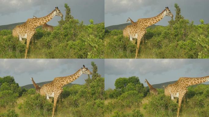 慢动作: 长颈鹿在马赛马拉吃灌木丛