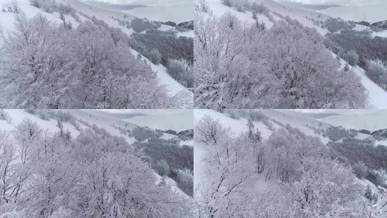 冬季山地景观，树木被雪覆盖。冰冻的白树树枝和山被厚厚的积雪覆盖的鸟瞰图。如火如荼的冬天