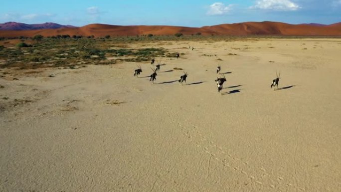 一小群Gemsbok (羚羊) 的特写鸟瞰图，背景是纳米布沙漠壮观的红色沙丘