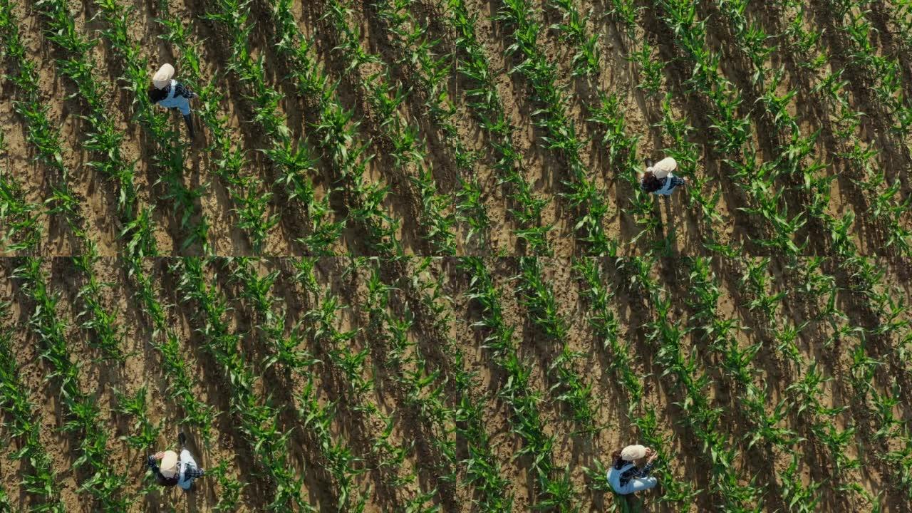 鸟瞰图，棕色长发，帽子和工作服的农夫妇女走过农业玉米田，停下来，跪下并检查植物的质量