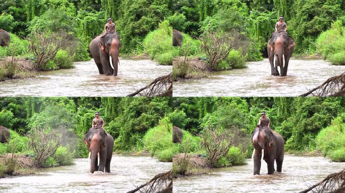 一位大象看守人骑着大象，走在一条乡村道路上的小溪中，展示着人和大象的生活方式。爱，人们与大象的纽带。