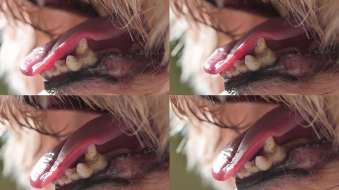 牙结石特写玩具狮子狗狗宠物伸出舌头突出