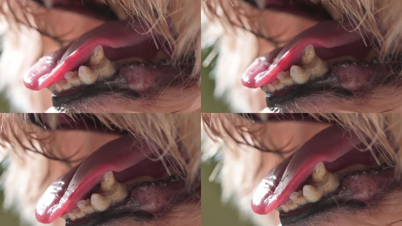 牙结石特写玩具狮子狗狗宠物伸出舌头突出
