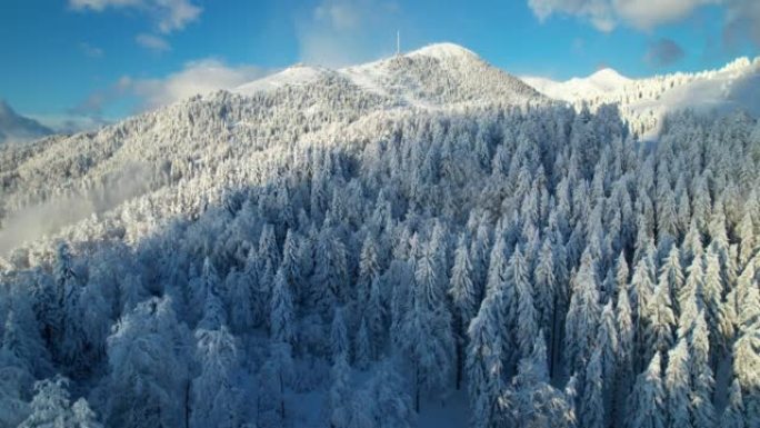 空中: 晴朗的日子里美丽清新的冰雪覆盖的山脉和云杉林