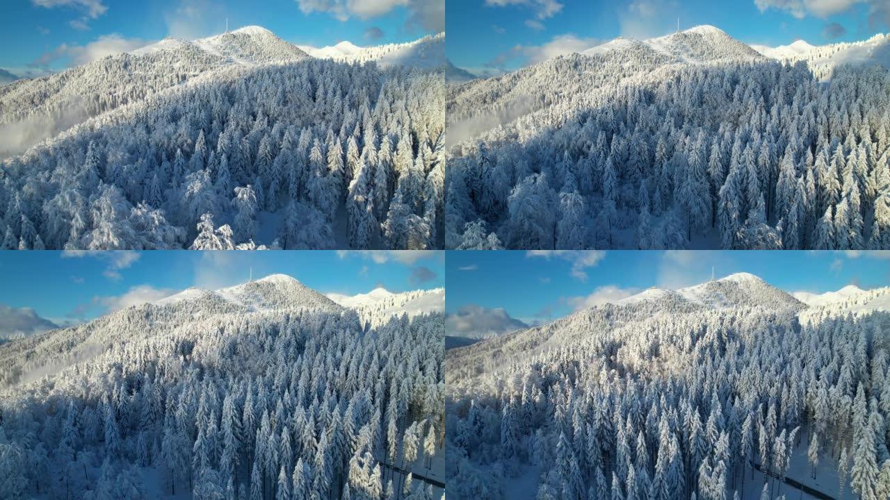 空中: 晴朗的日子里美丽清新的冰雪覆盖的山脉和云杉林