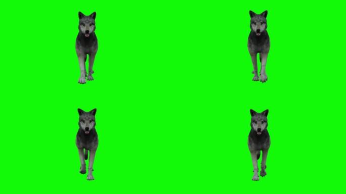 绿色背景下快速行走的狼。动物的概念，野生动物，游戏，返校，3d动画，短视频，电影，卡通，有机，色键，