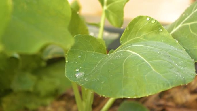 特写，夏天下雨后，dop滴在布鲁塞尔芽菜幼苗的绿叶上