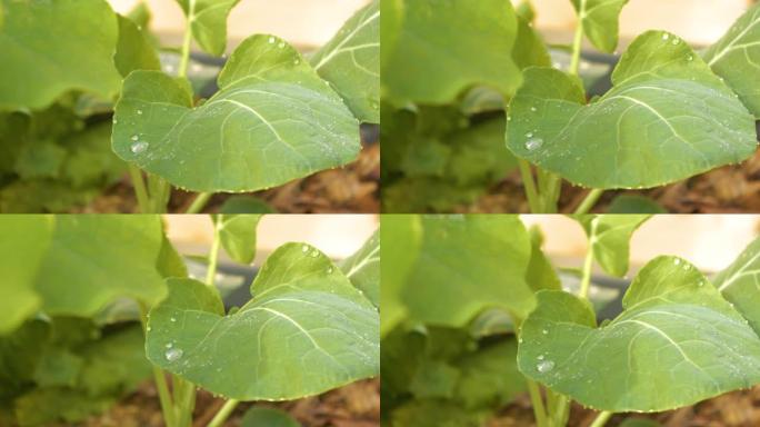 特写，夏天下雨后，dop滴在布鲁塞尔芽菜幼苗的绿叶上