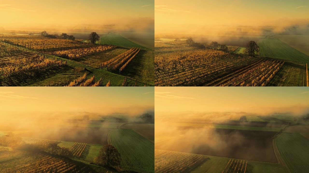 黄金时段，飞雾笼罩在葡萄园和周围的乡村