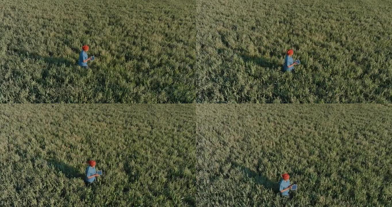 一名黑人非洲女农民的鸟瞰图，他在大型农场上行走并使用数字平板电脑监视燕麦谷物作物